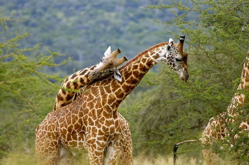 giraffes in Uganda