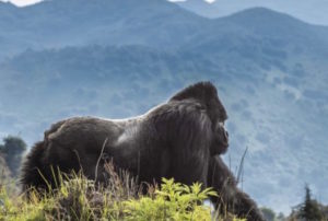 mountain gorillas in Volcanoes Rwanda