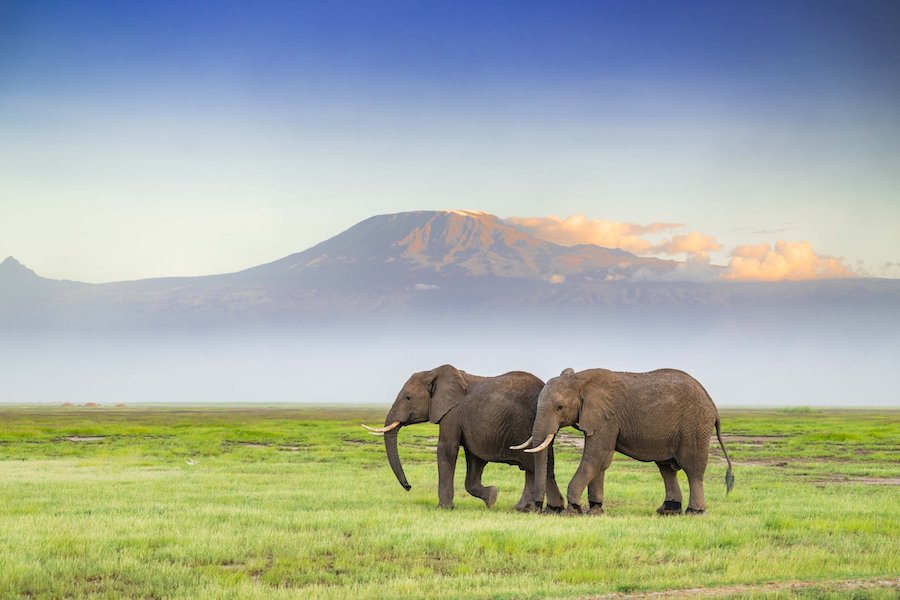 Amboseli National Park kenya 