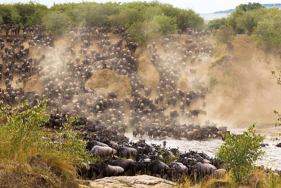Great Migration of Wildebeest, Masai Mara